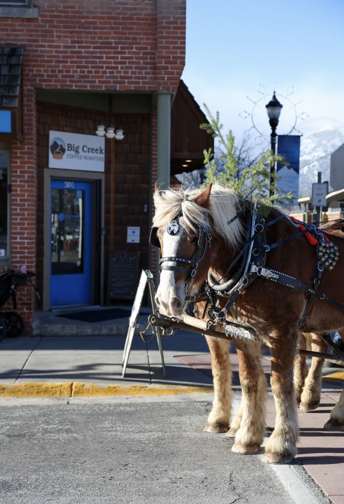 Draft horses in harness outside the Big Creek Coffee door