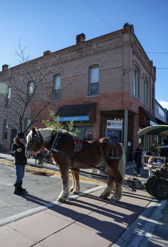 A draft horse team waiting on the street outside the coffee shop
